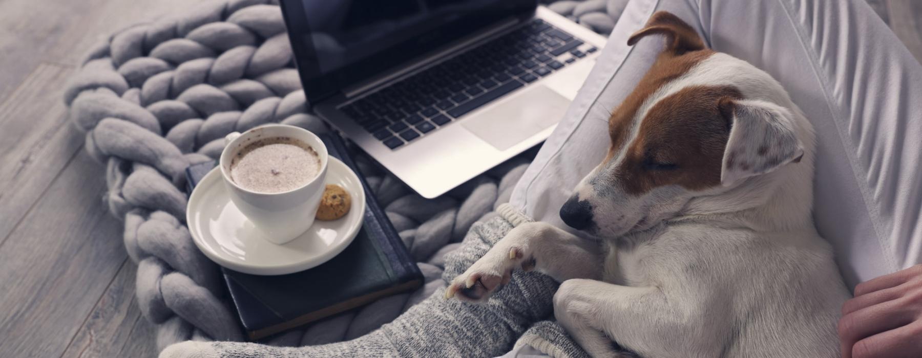 a dog lying in its owner's lap near coffee, cookie, and a laptop