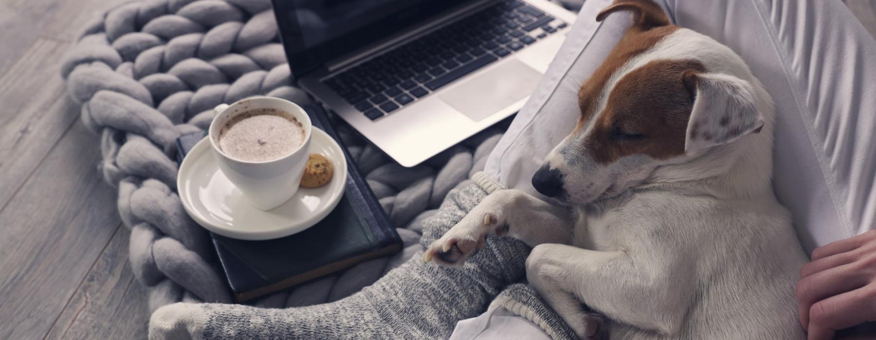 a dog lying in its owner's lap near coffee, cookie, and a laptop